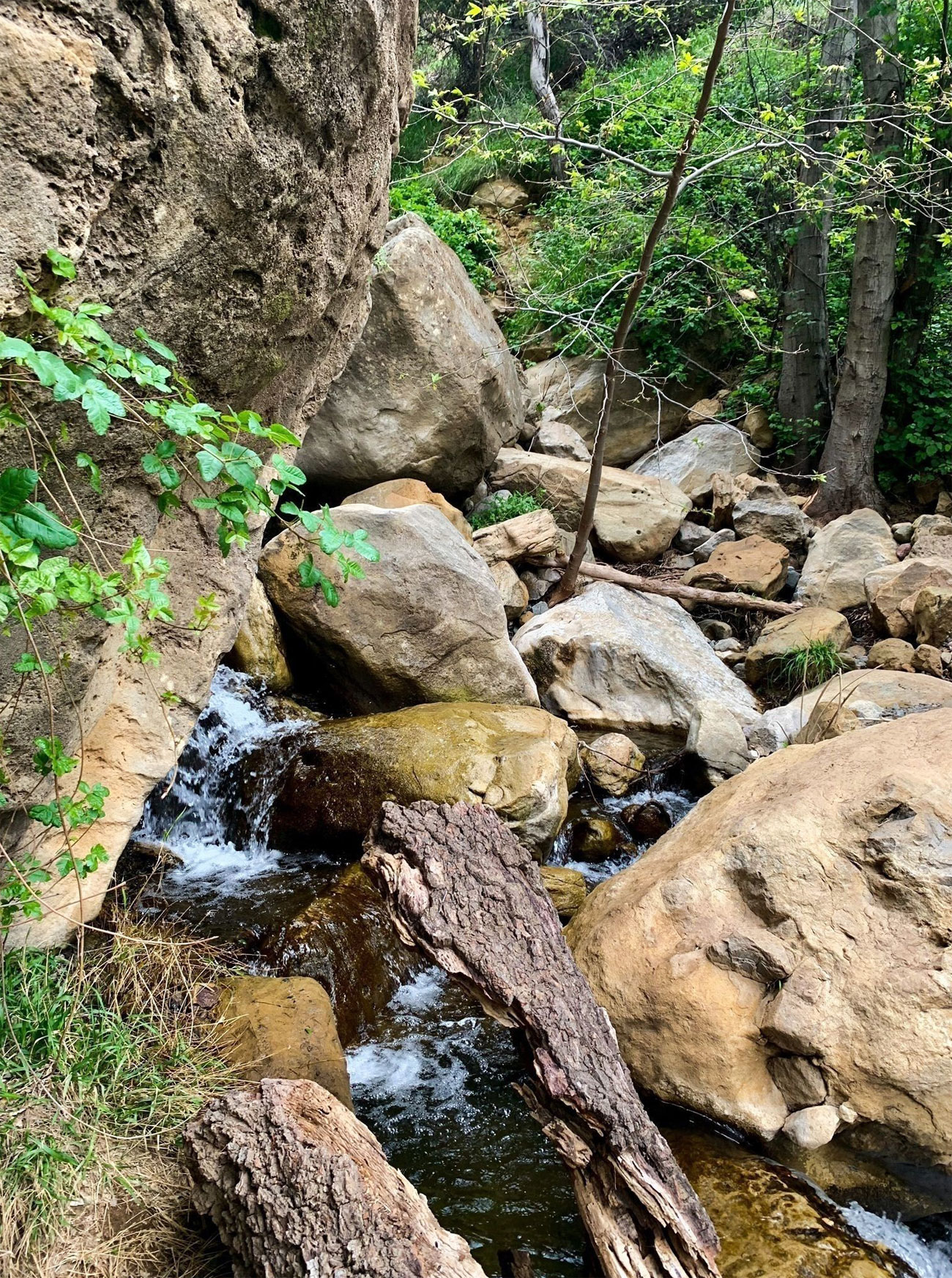 Black Star Canyon Trail Trails Near Me