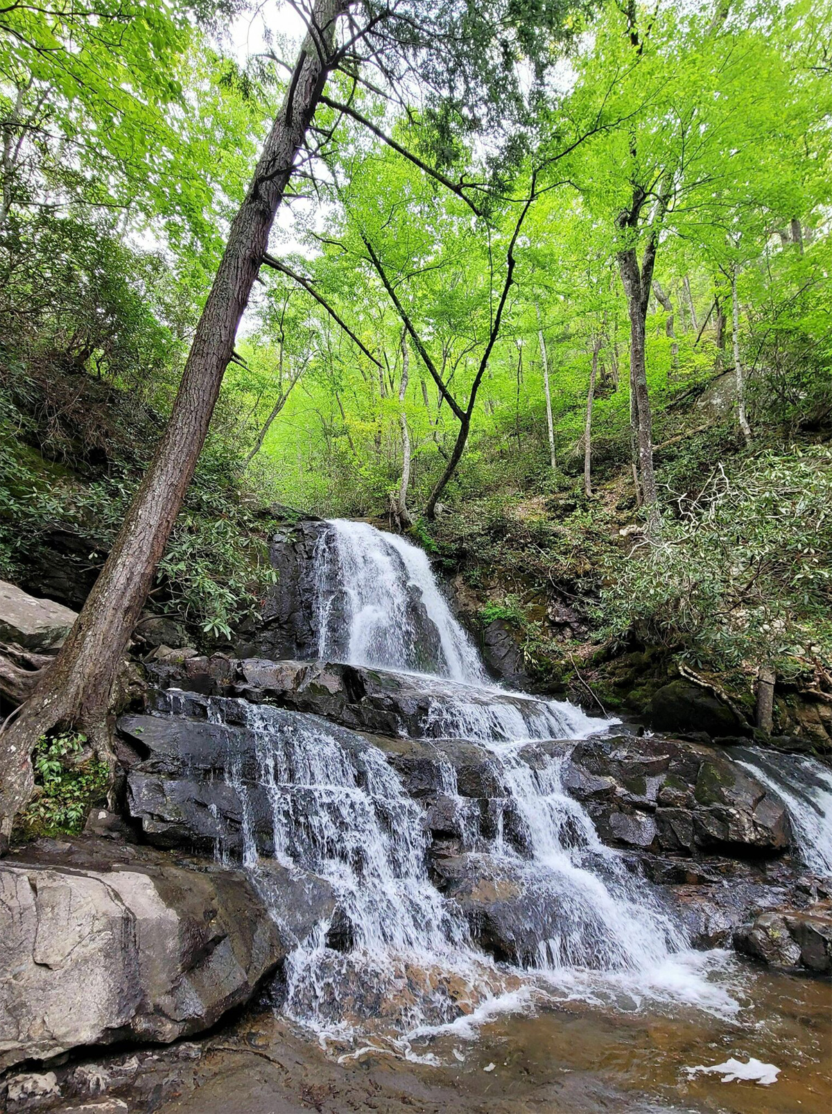 Laurel Falls Trail Trails Near Me