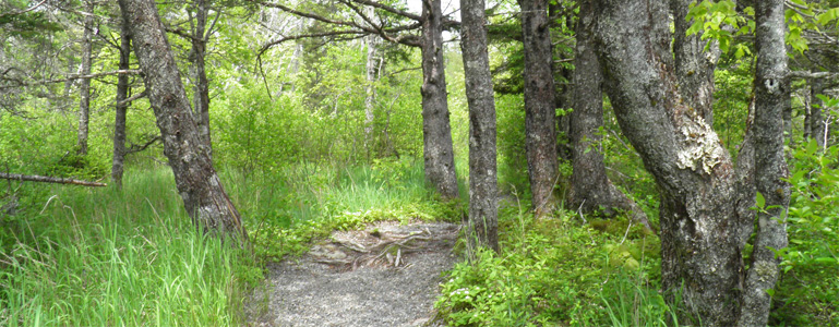 Dog Walking Trails Near Me Dog Walking Trails Locations