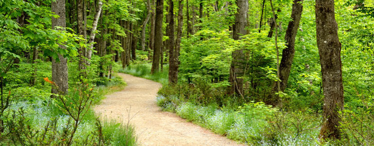 Dog Friendly Trails Near Me